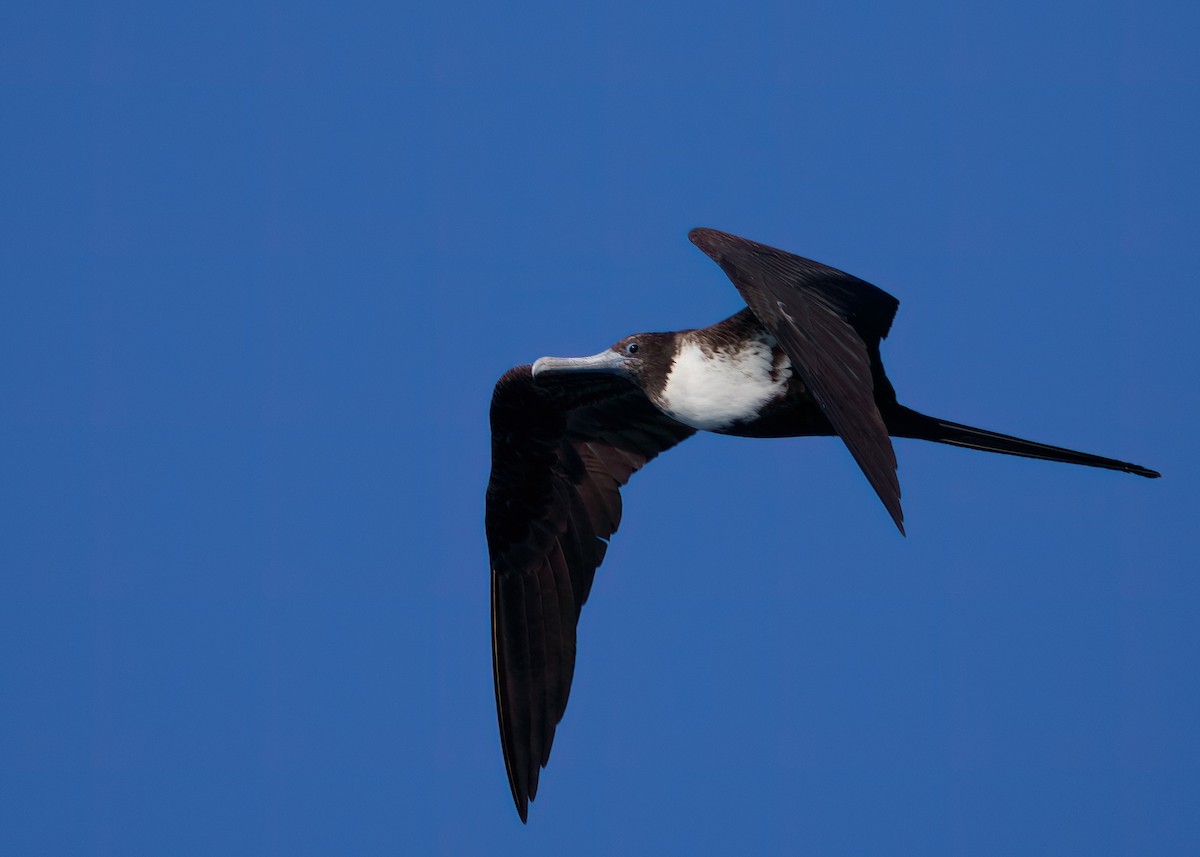 Magnificent Frigatebird - Anita  Spencer