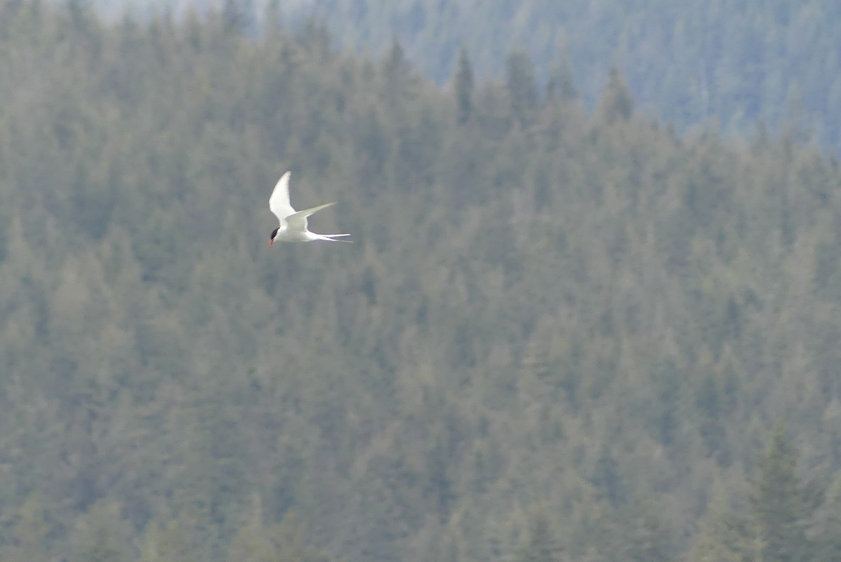 Arctic Tern - ML618173560