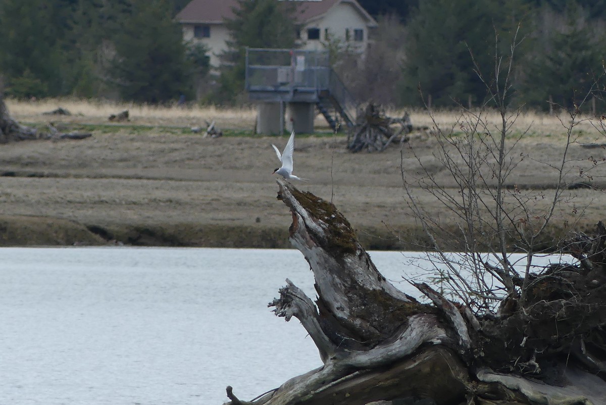 Arctic Tern - ML618173576