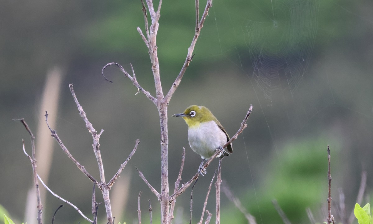 Warbling White-eye - ML618173592