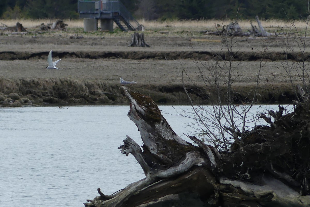 Arctic Tern - ML618173598