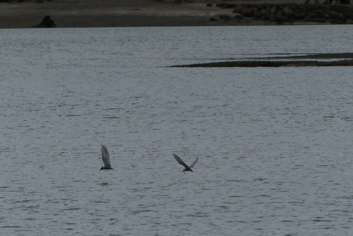 Arctic Tern - ML618173614