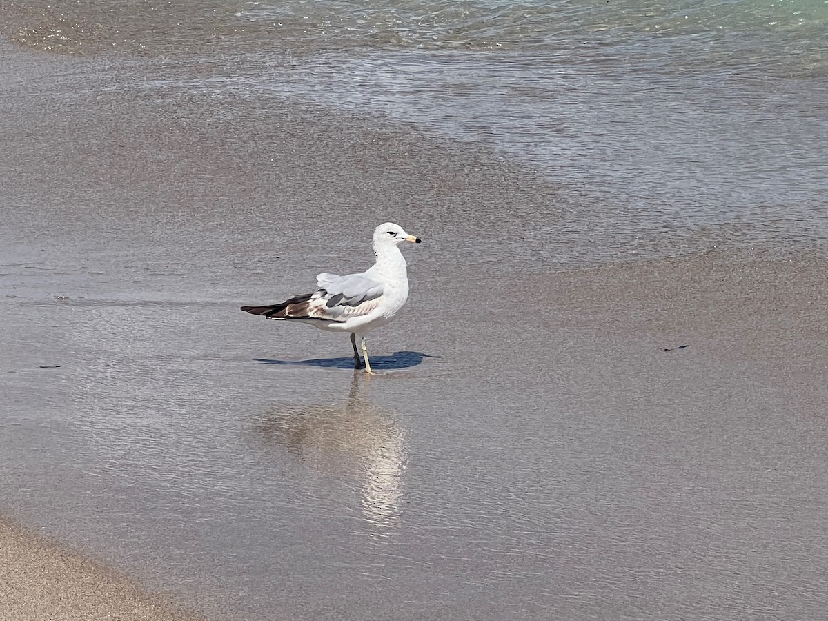 Ring-billed Gull - Mark Stephenson