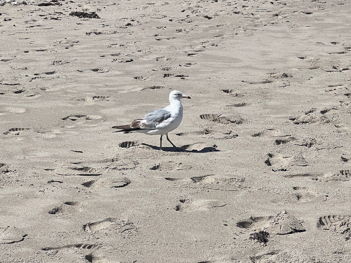 Ring-billed Gull - Mark Stephenson