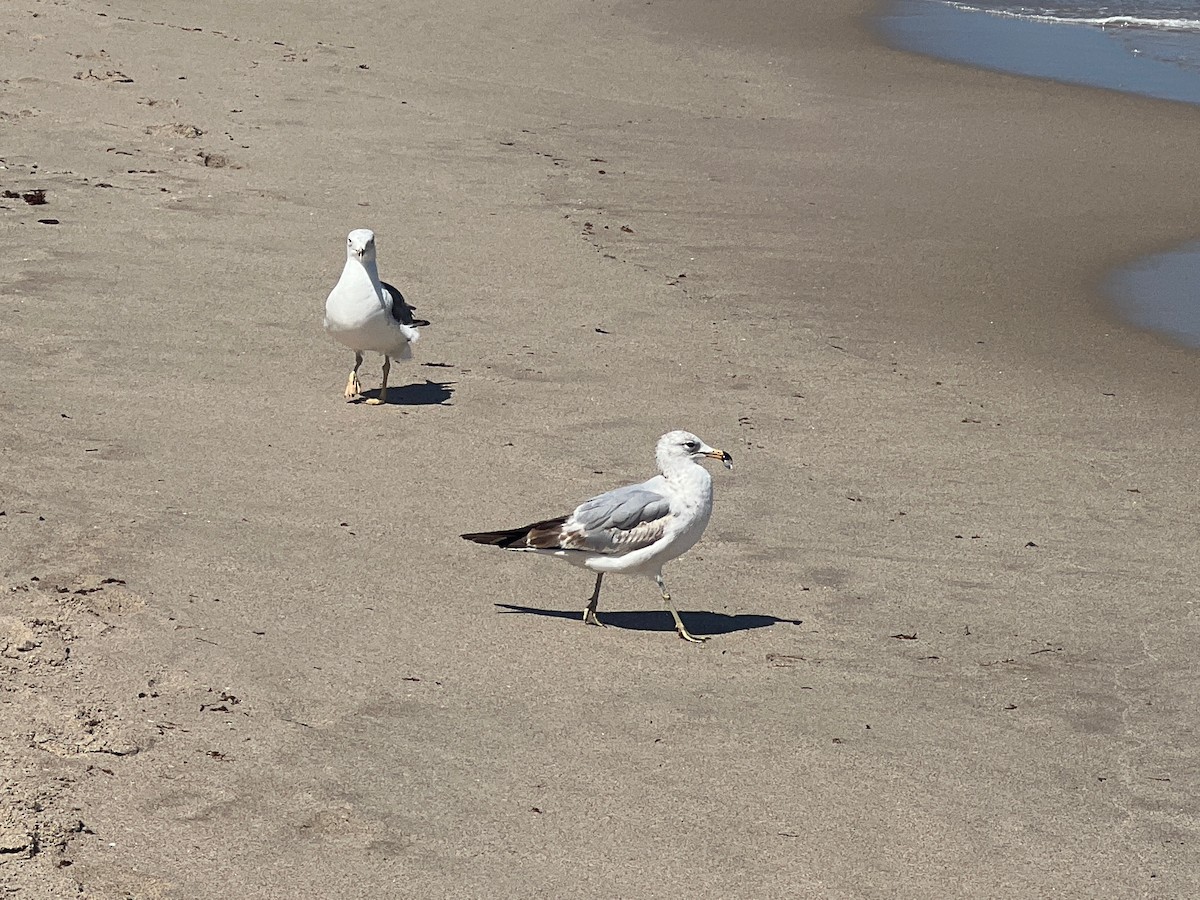 Ring-billed Gull - Mark Stephenson