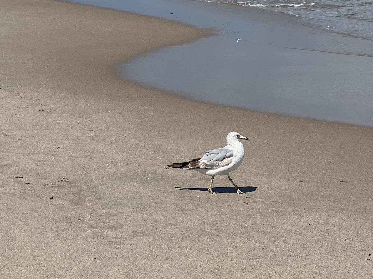 Ring-billed Gull - Mark Stephenson