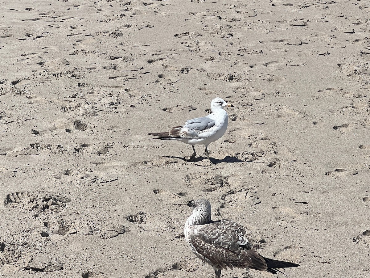 Ring-billed Gull - Mark Stephenson