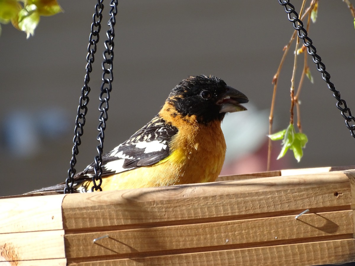 Black-headed Grosbeak - Rosie Howard