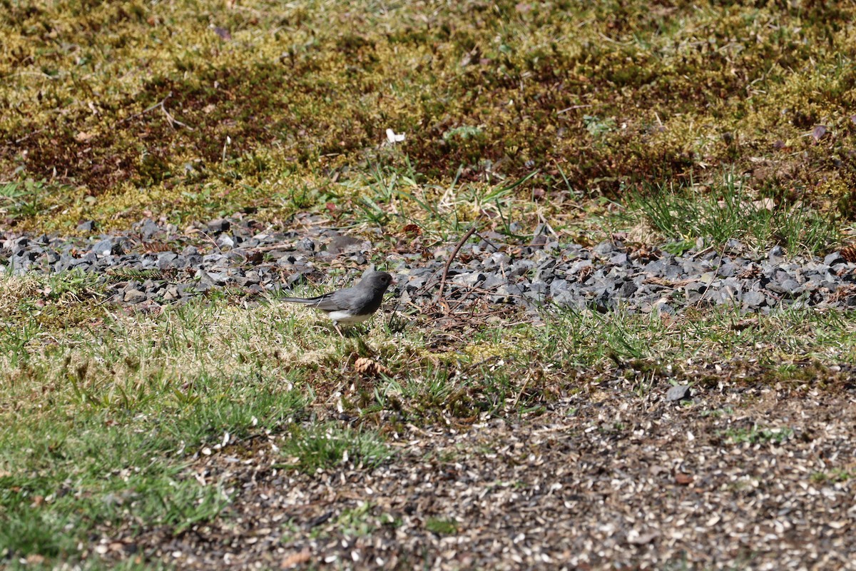 Dark-eyed Junco - Philip Nearing