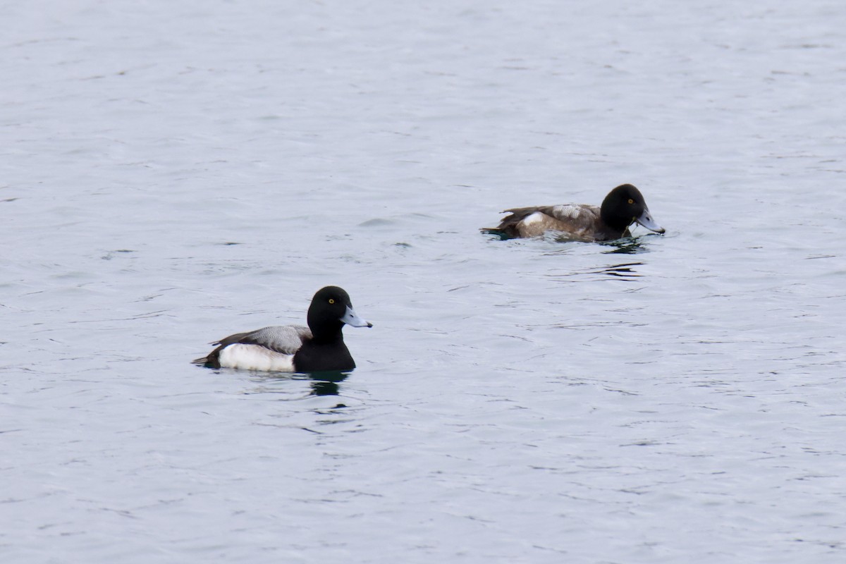 Greater Scaup - Jack Kew