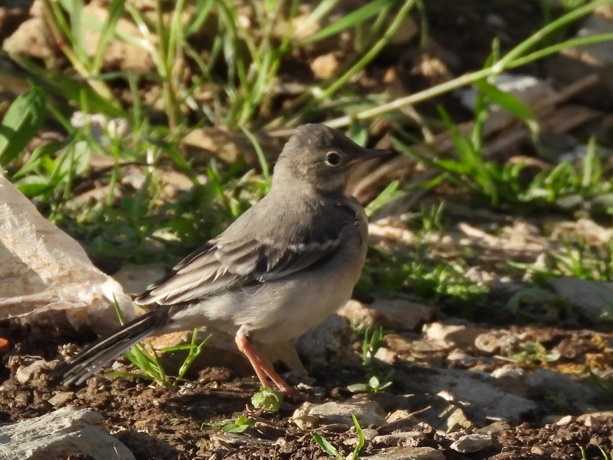 White Wagtail - Scott Fox