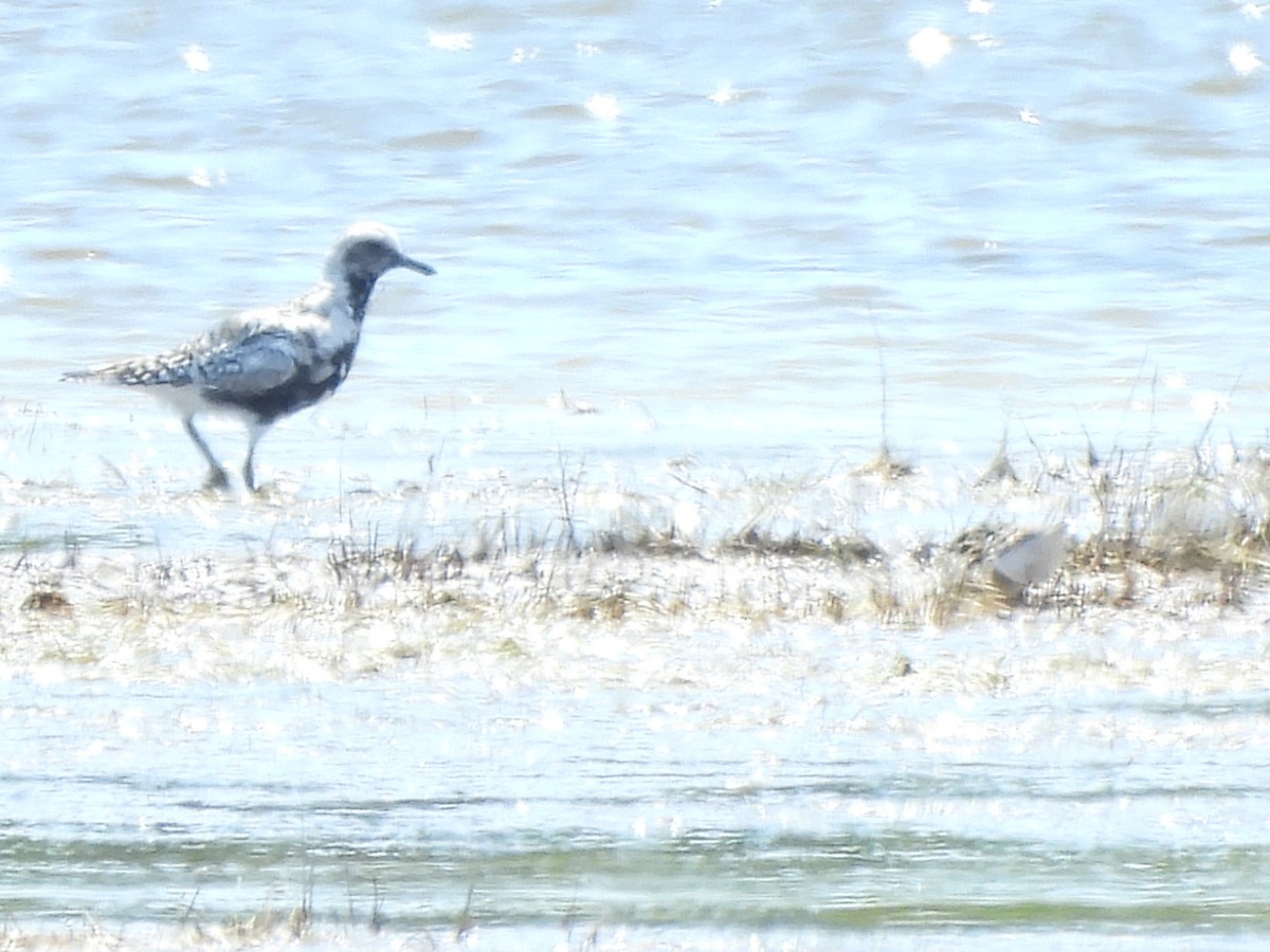 Black-bellied Plover - Armand Collins