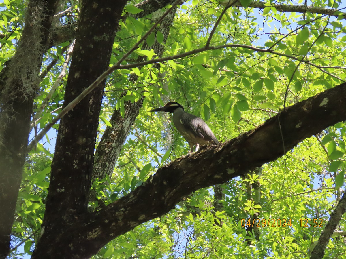 Yellow-crowned Night Heron - Elizabeth Anderegg