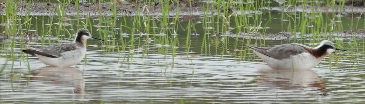 Wilson's Phalarope - Lilian Saul