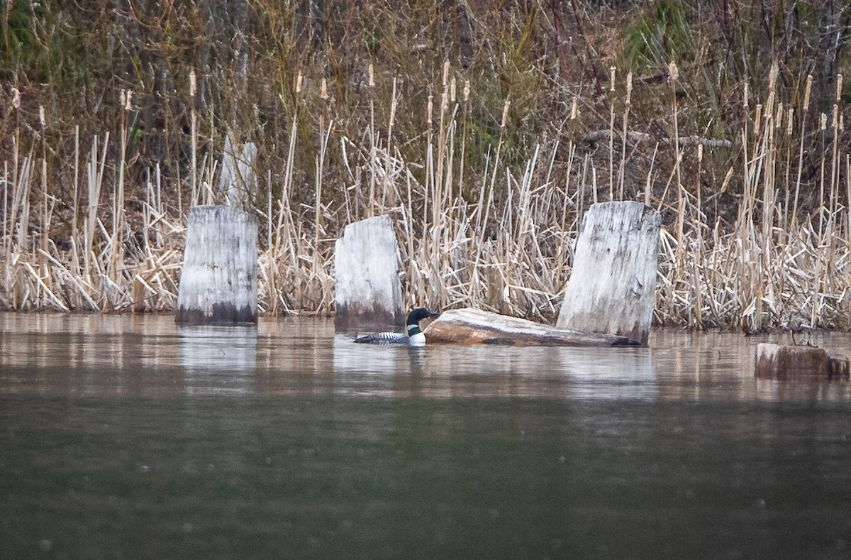 Plongeon huard - ML618173663