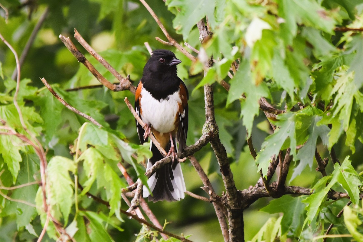 Eastern Towhee - Mark Greene