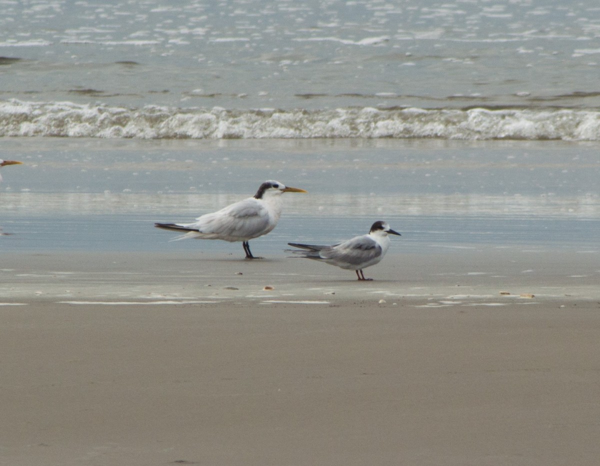 Common Tern - ML61817371