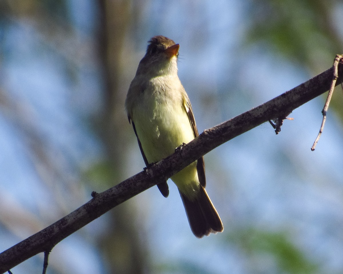 Acadian Flycatcher - Pedro Jose Caldera