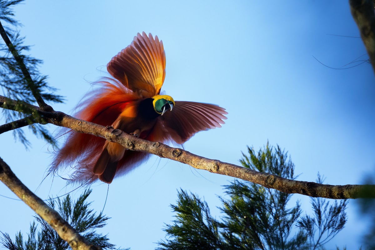 アカカザリフウチョウ - ML618173726