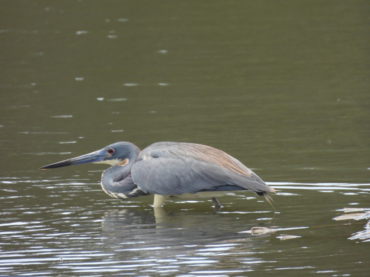 Tricolored Heron - ML618173737