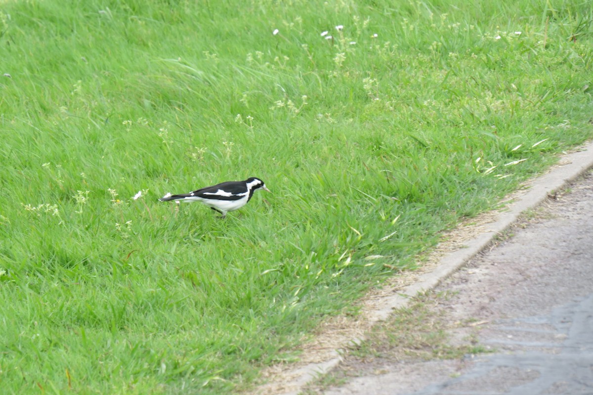 Magpie-lark - Kurt Gaskill