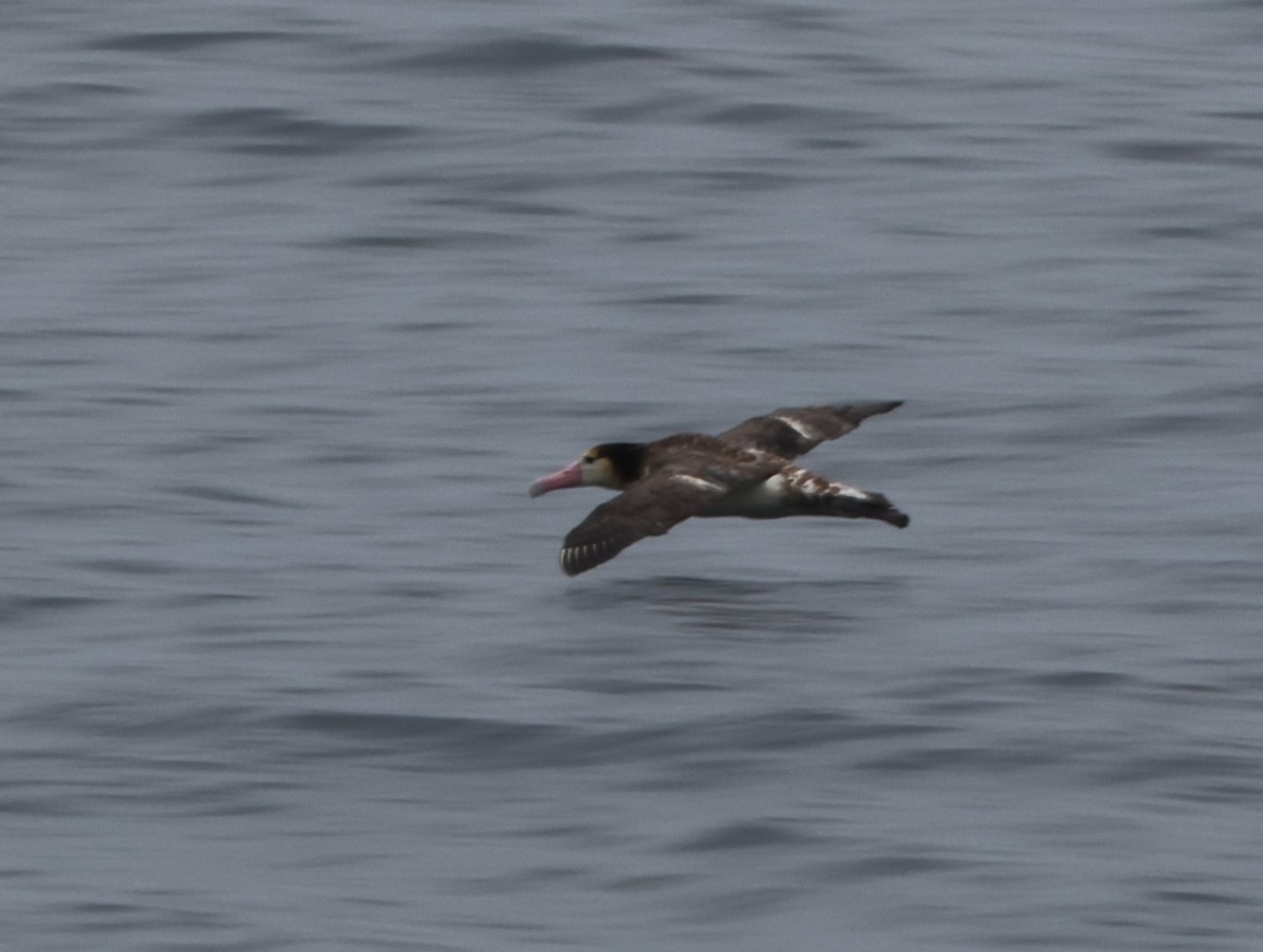 Short-tailed Albatross - ML618173774