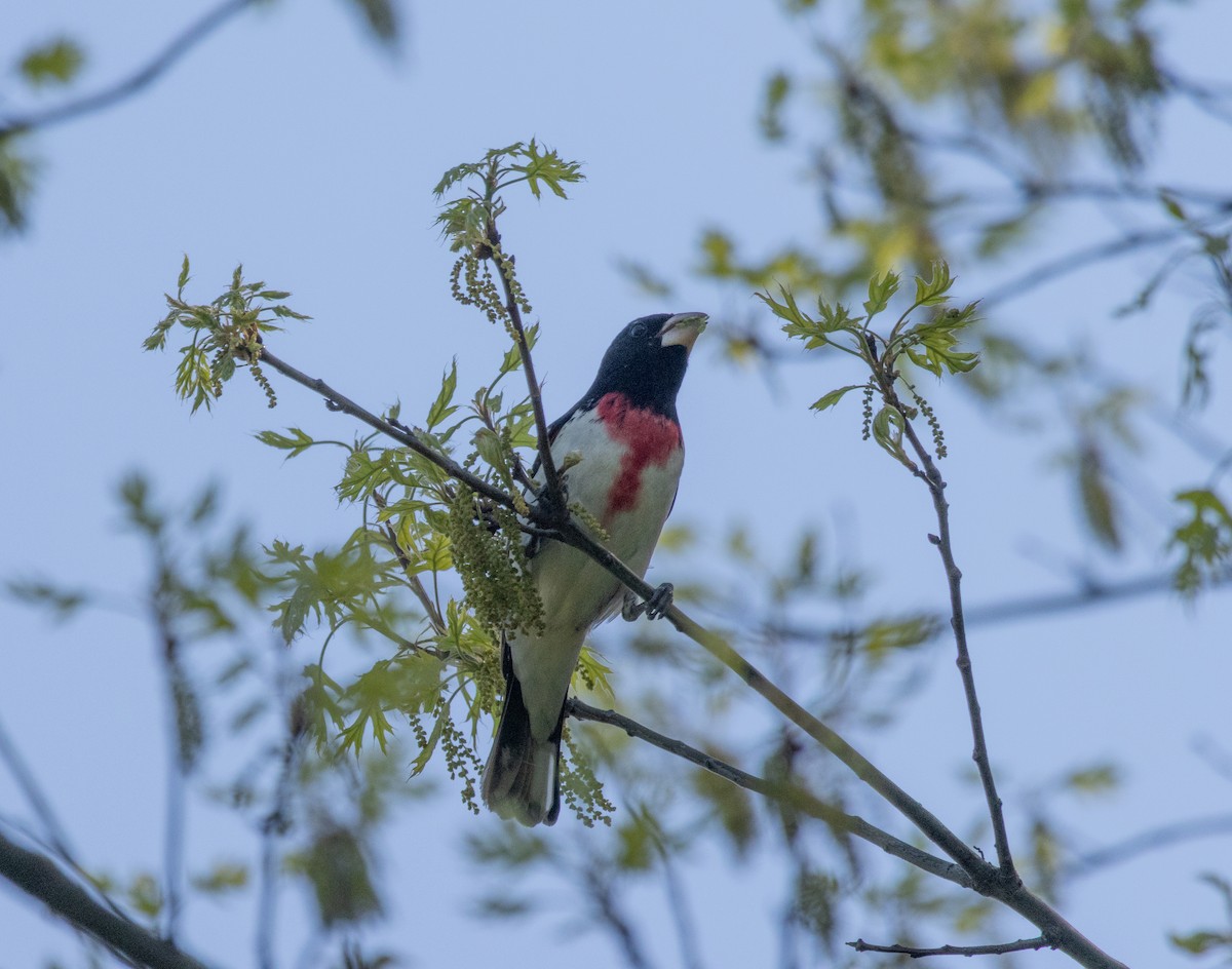 Rose-breasted Grosbeak - ML618173800