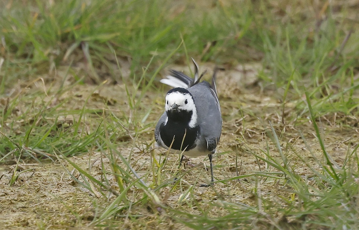 White Wagtail (White-faced) - Paul Chapman