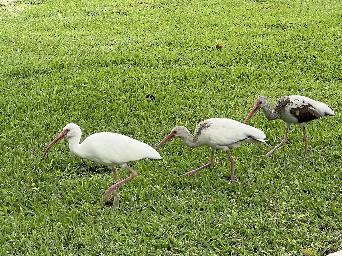 White Ibis - Mark Stephenson