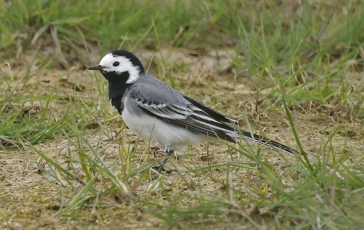 White Wagtail (White-faced) - Paul Chapman