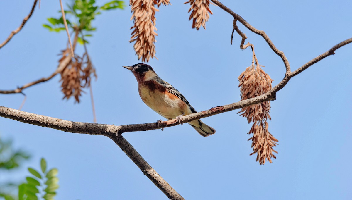 Bay-breasted Warbler - Rolando Tomas Pasos Pérez