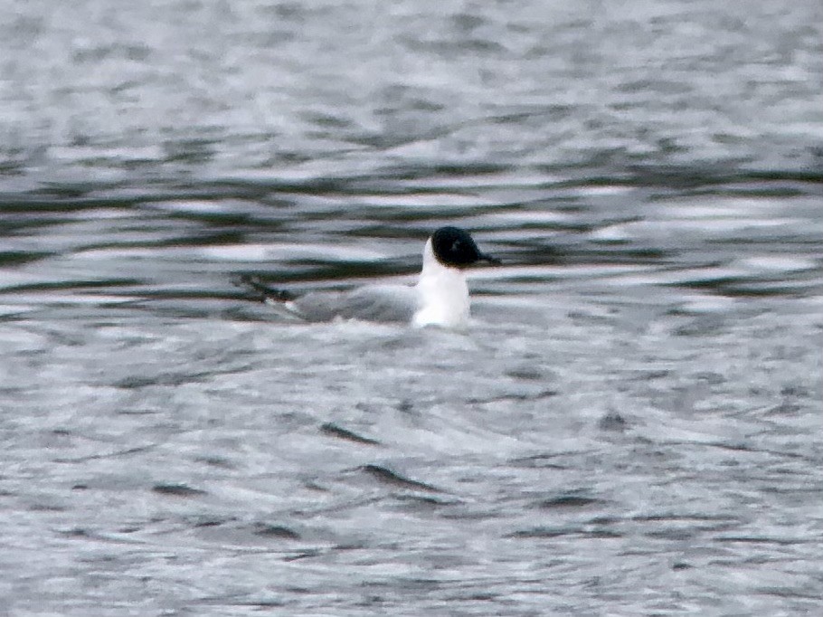 Bonaparte's Gull - James P. Smith