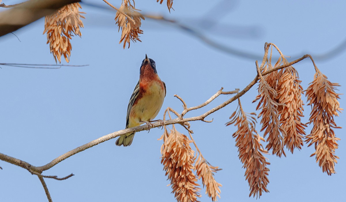 Bay-breasted Warbler - Rolando Tomas Pasos Pérez