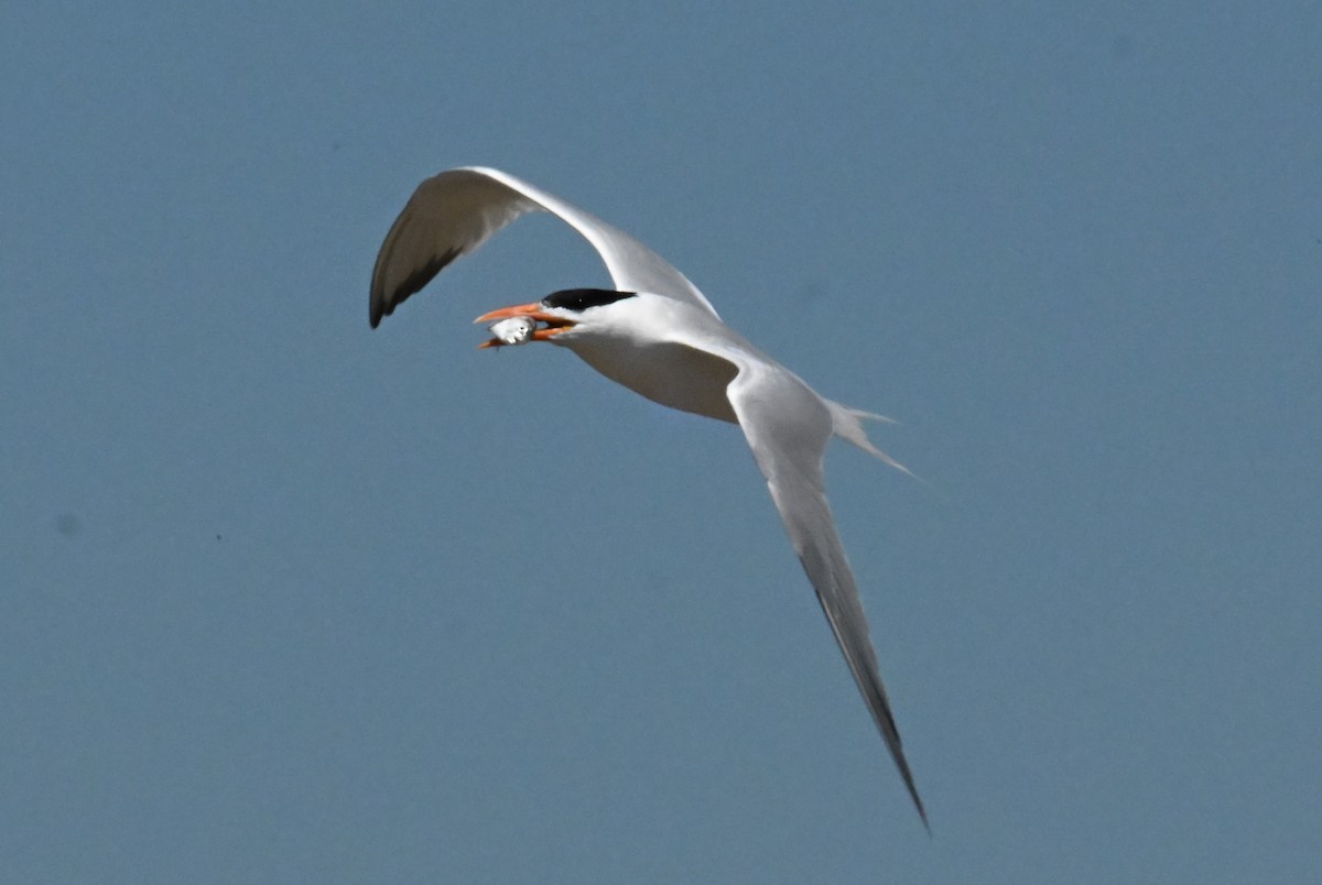 Royal Tern - Ann Kohlhaas