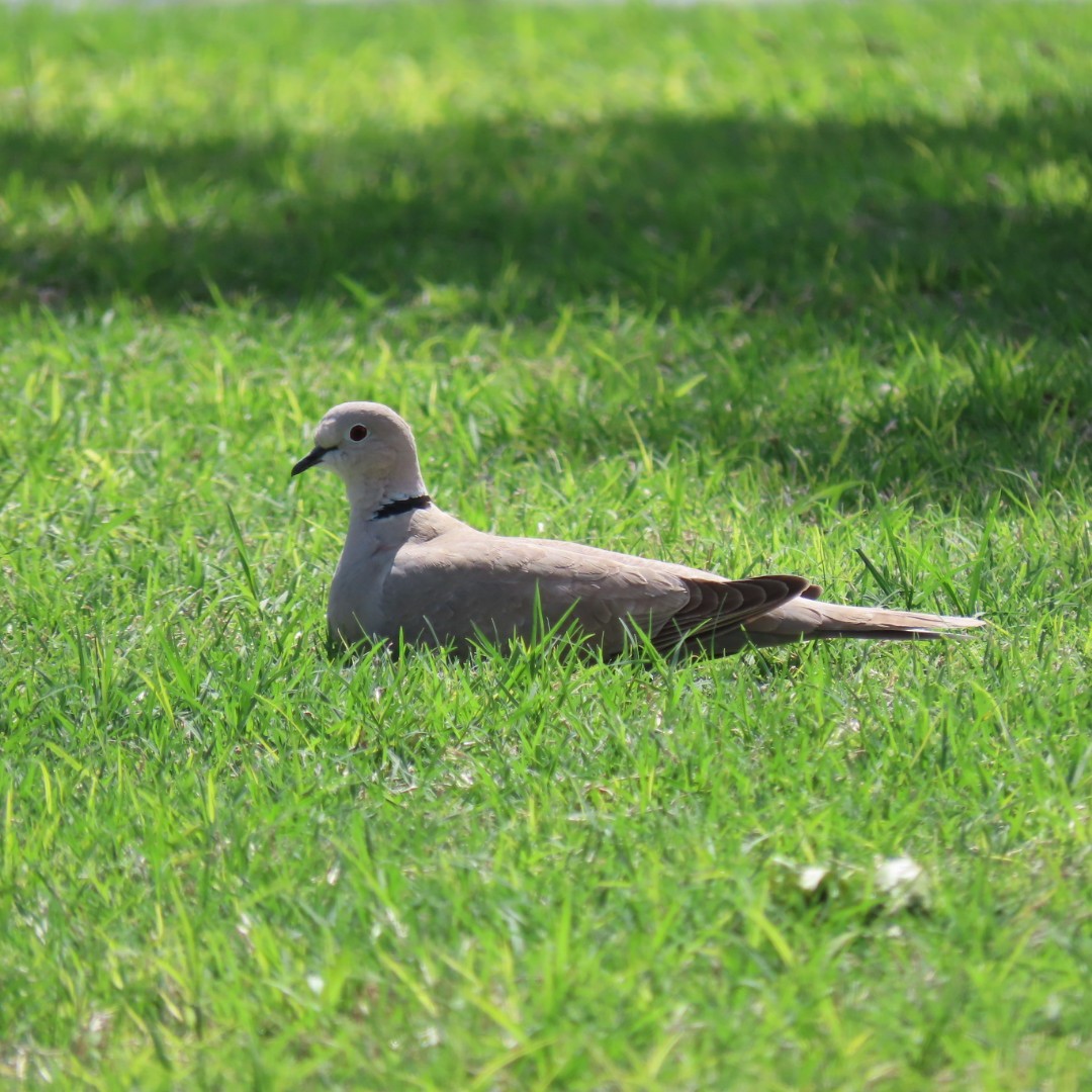 Eurasian Collared-Dove - Erin Watson