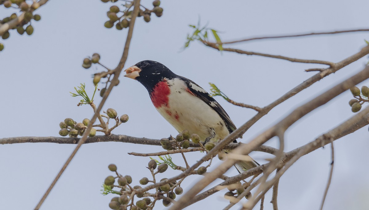 Rose-breasted Grosbeak - Rolando Tomas Pasos Pérez