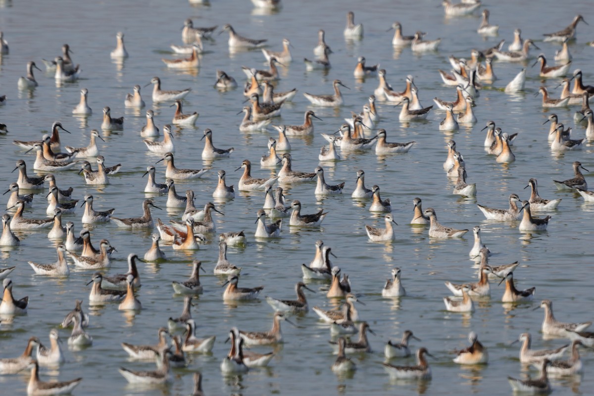 Wilson's Phalarope - ML618173900