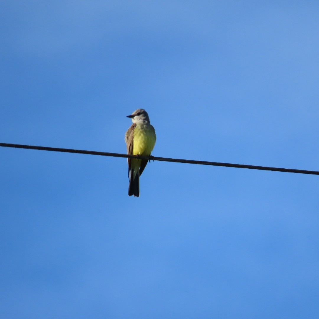 Western Kingbird - Erin Watson