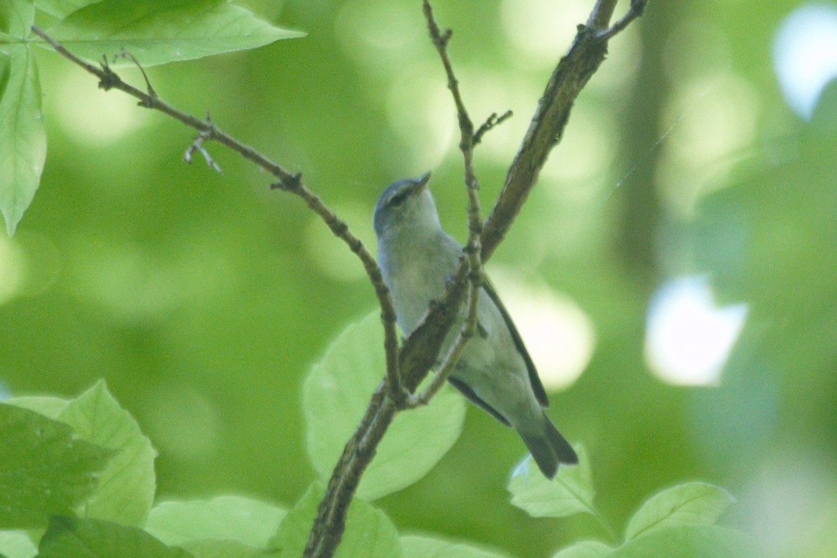 Tennessee Warbler - David Bailey