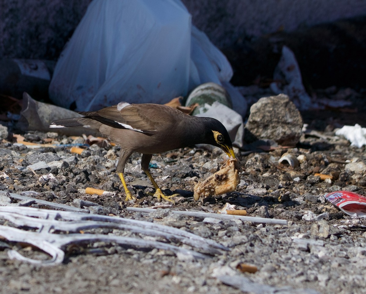 Common Myna - Anita  Spencer