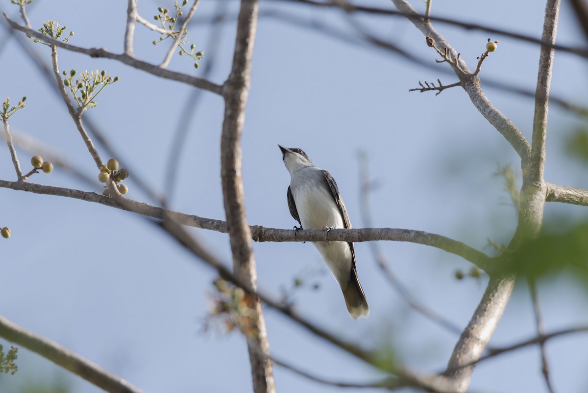 Eastern Kingbird - Rolando Tomas Pasos Pérez