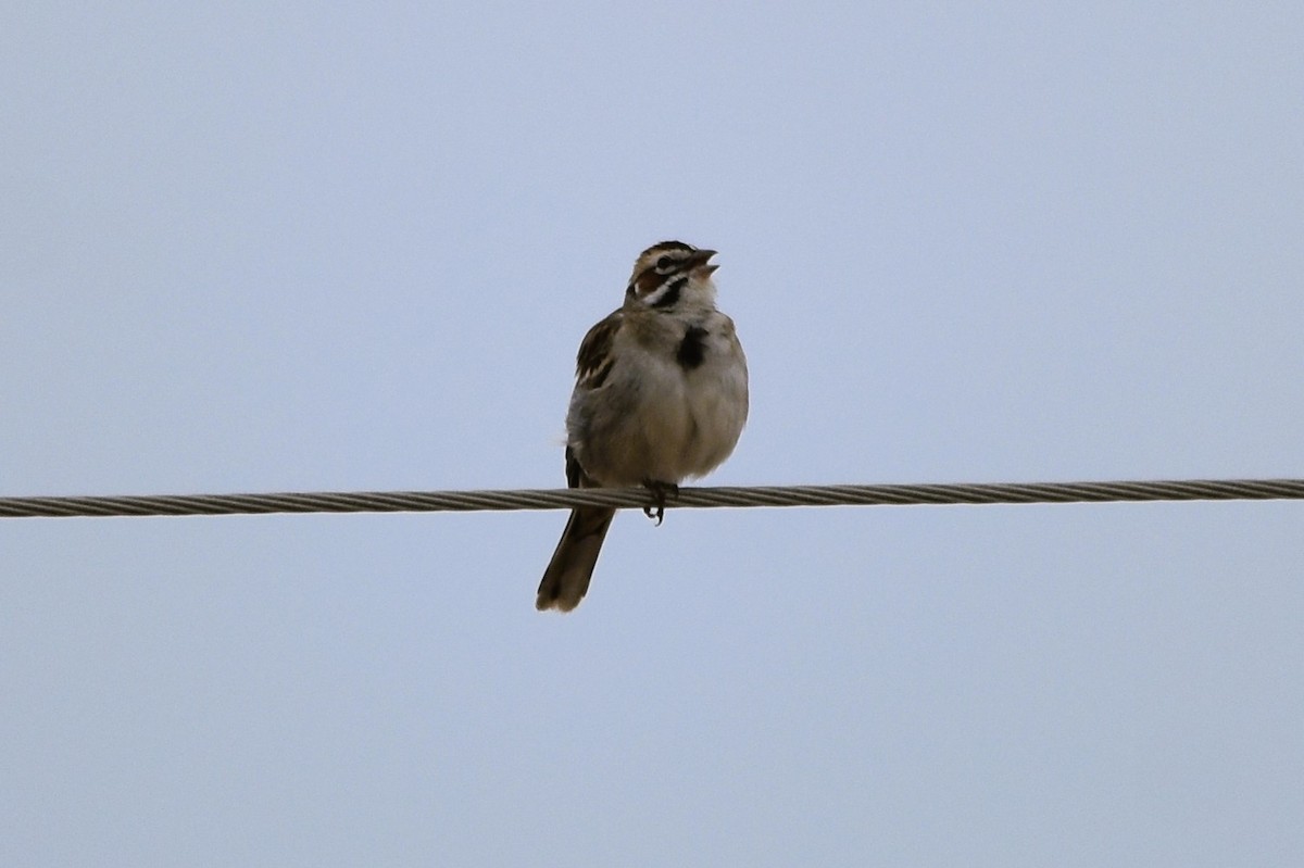 Lark Sparrow - Mark Greene