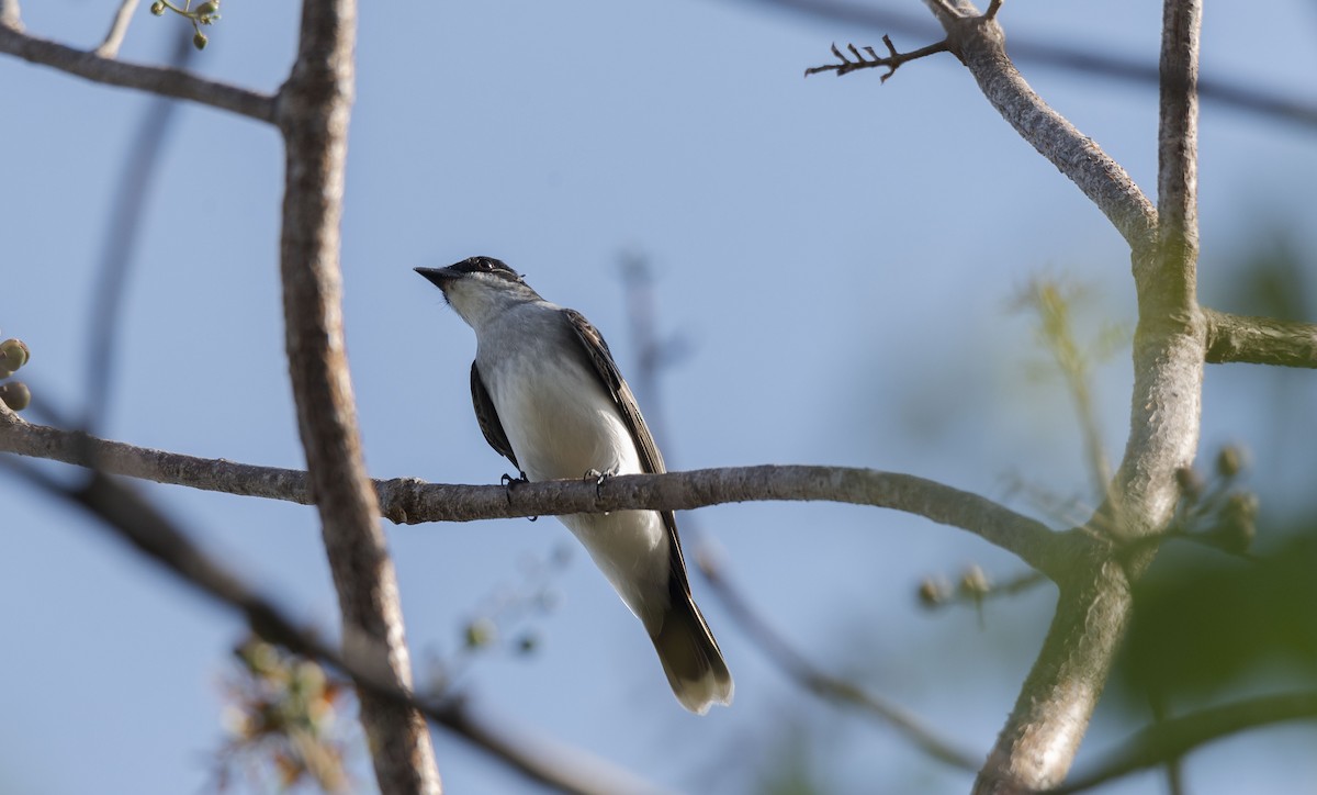 Eastern Kingbird - Rolando Tomas Pasos Pérez