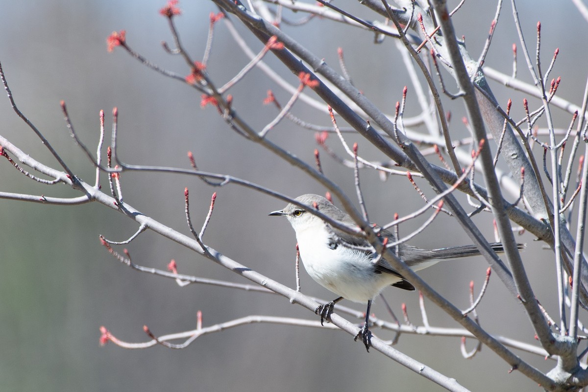 Northern Mockingbird - Kip Daynard