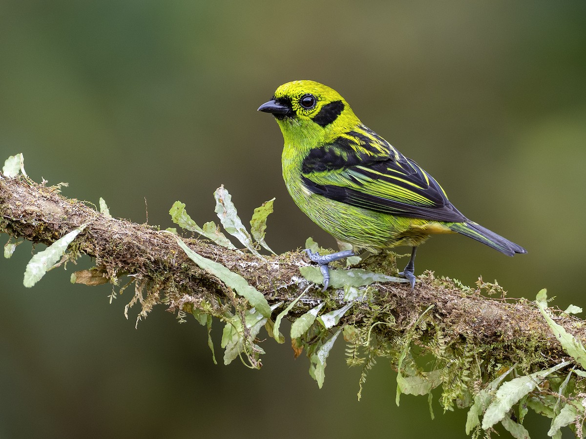 Emerald Tanager - Andres Vasquez Noboa