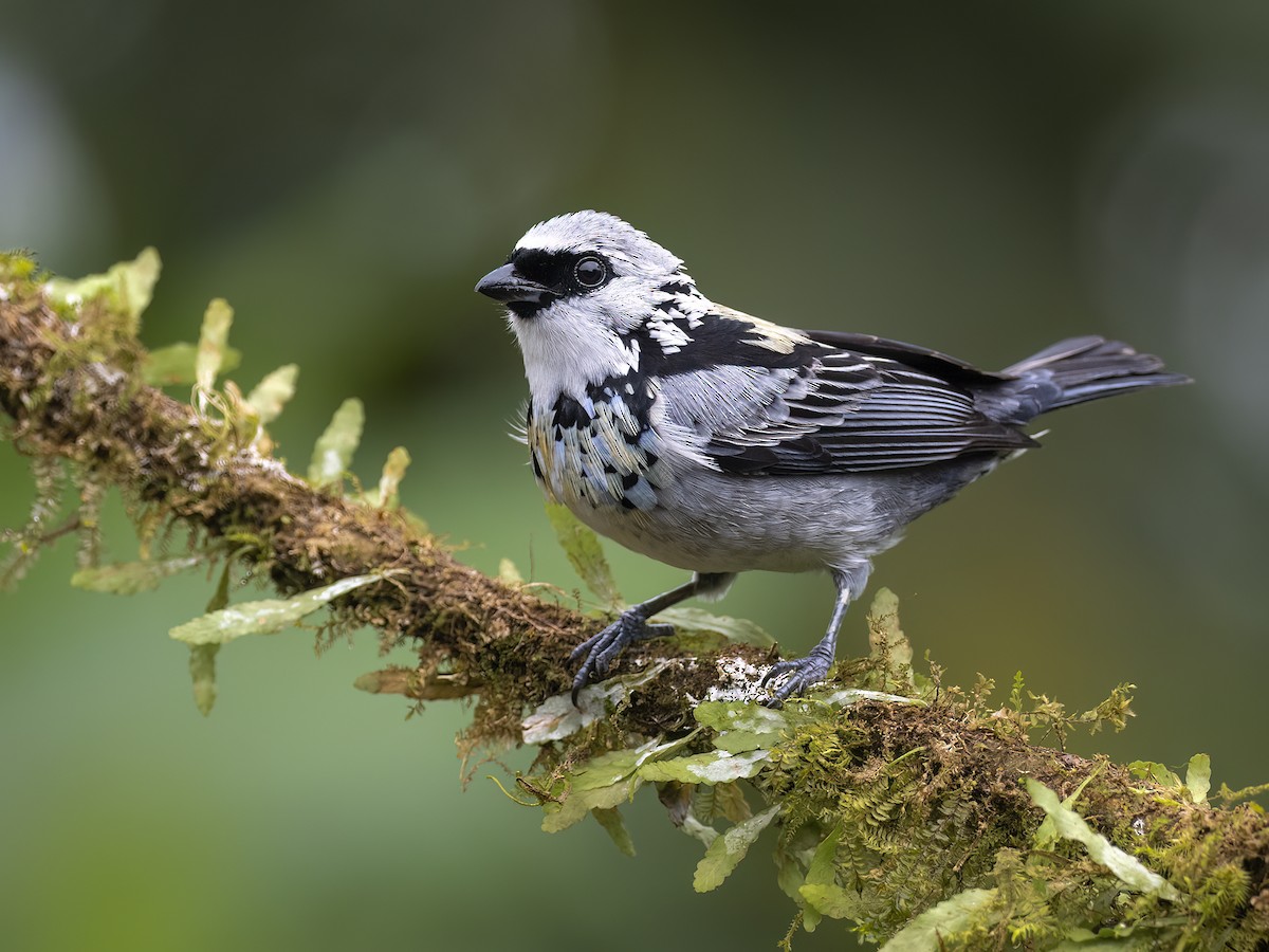 Gray-and-gold Tanager - Andres Vasquez Noboa