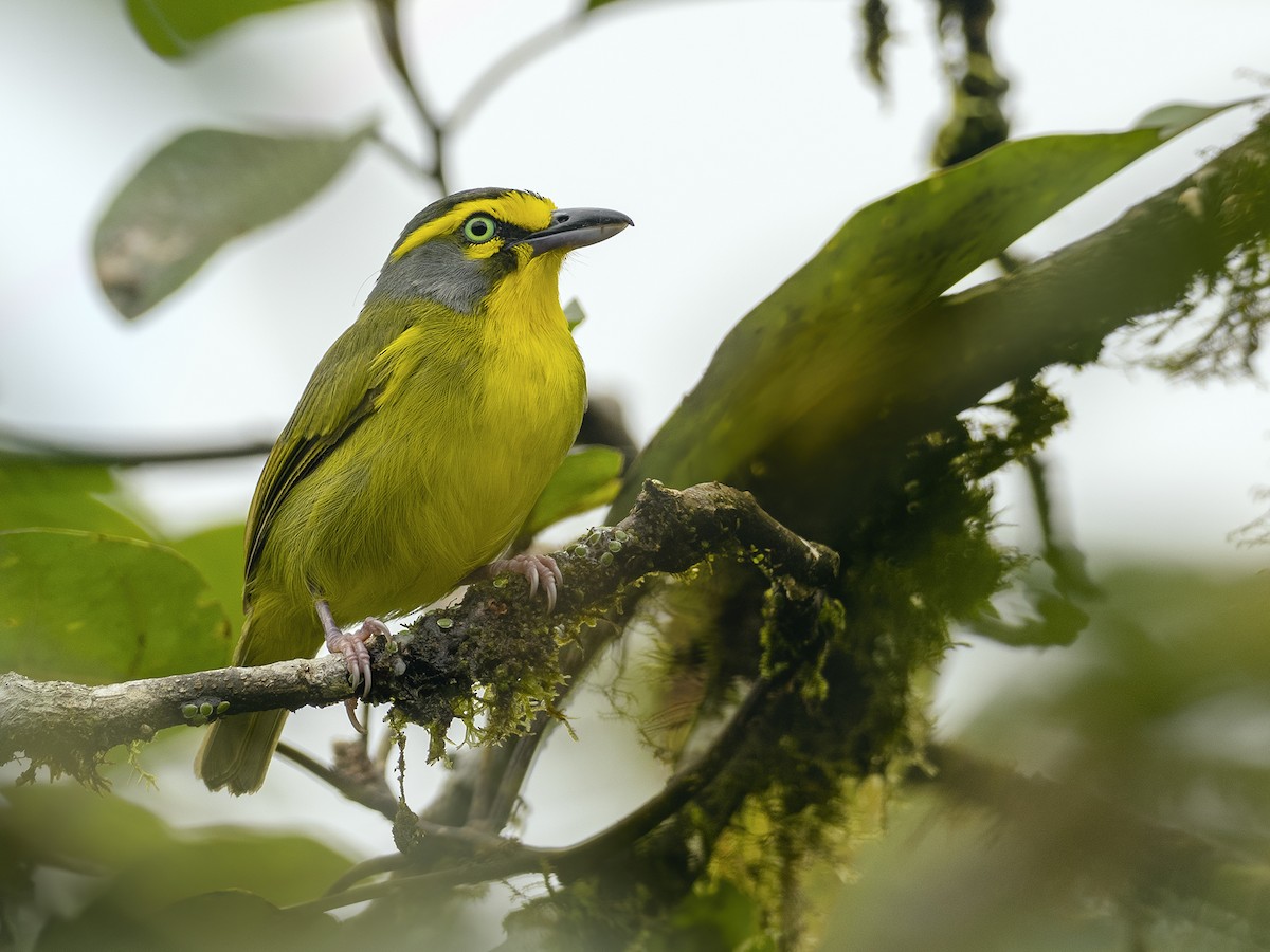 Slaty-capped Shrike-Vireo - ML618174081