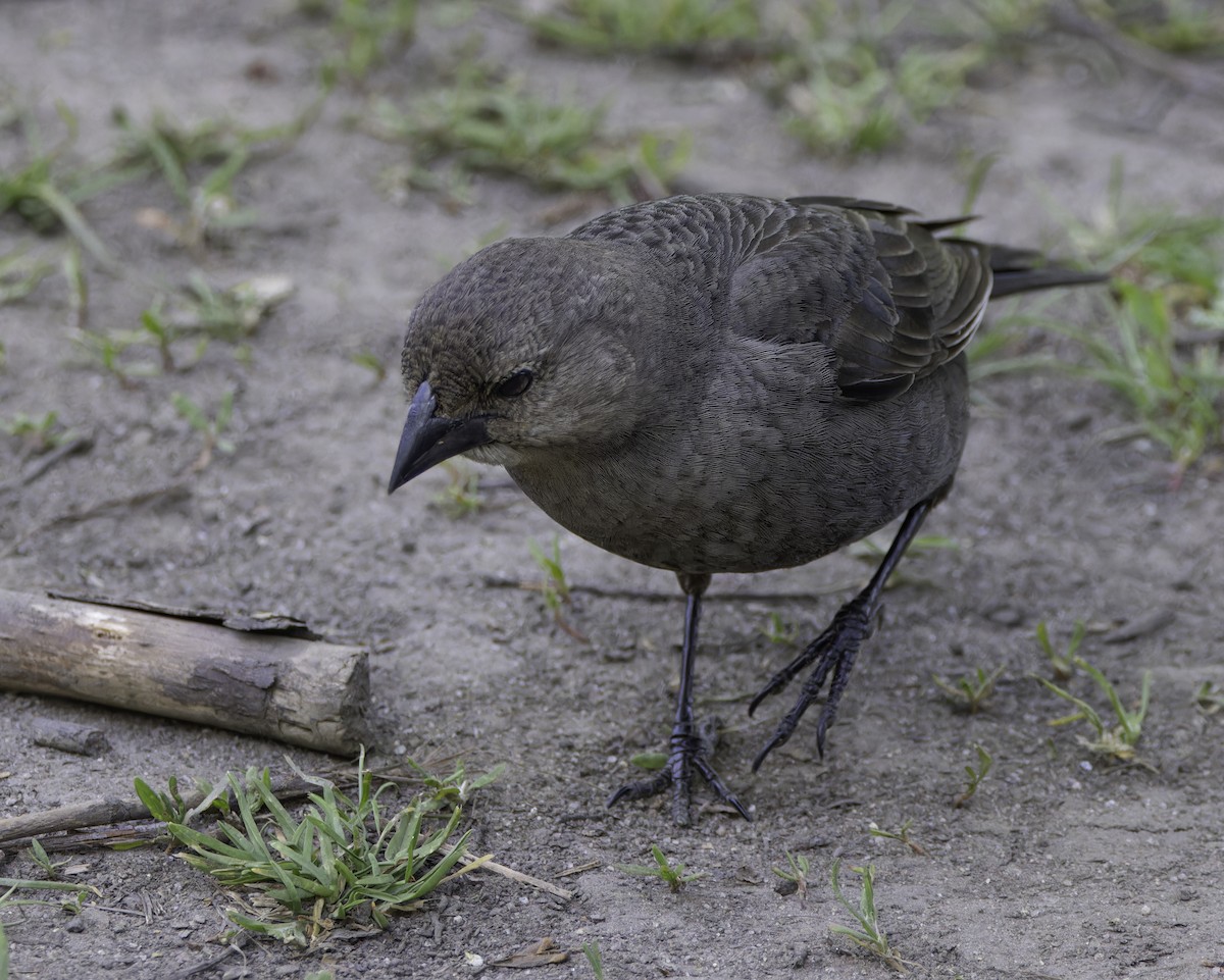 Brown-headed Cowbird - Marisa Hernandez