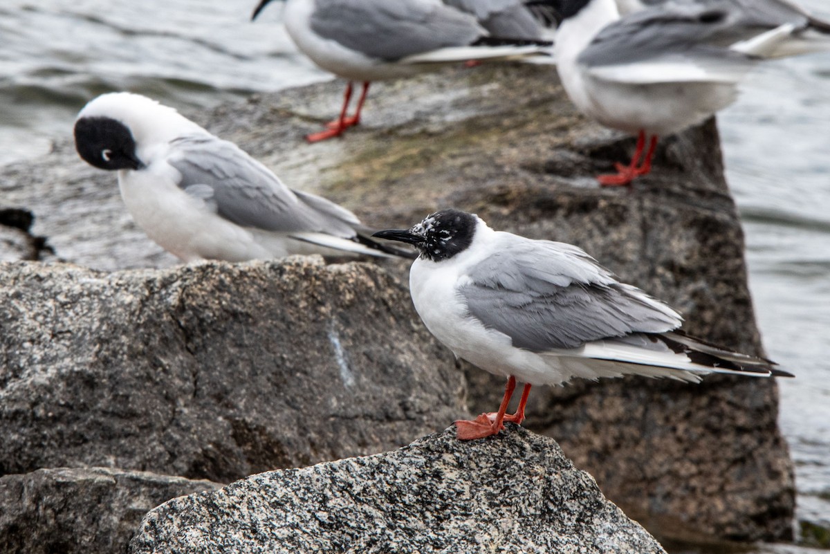 Bonaparte's Gull - Alex Bodden