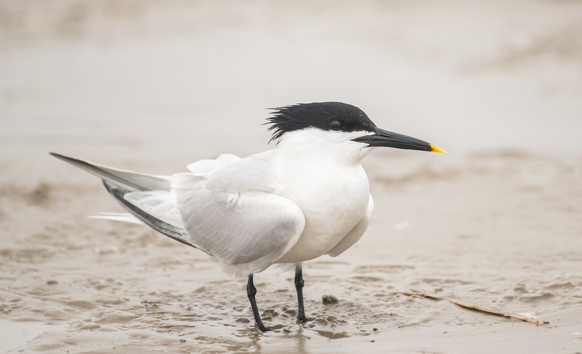 白嘴端燕鷗(acuflavidus) - ML618174204